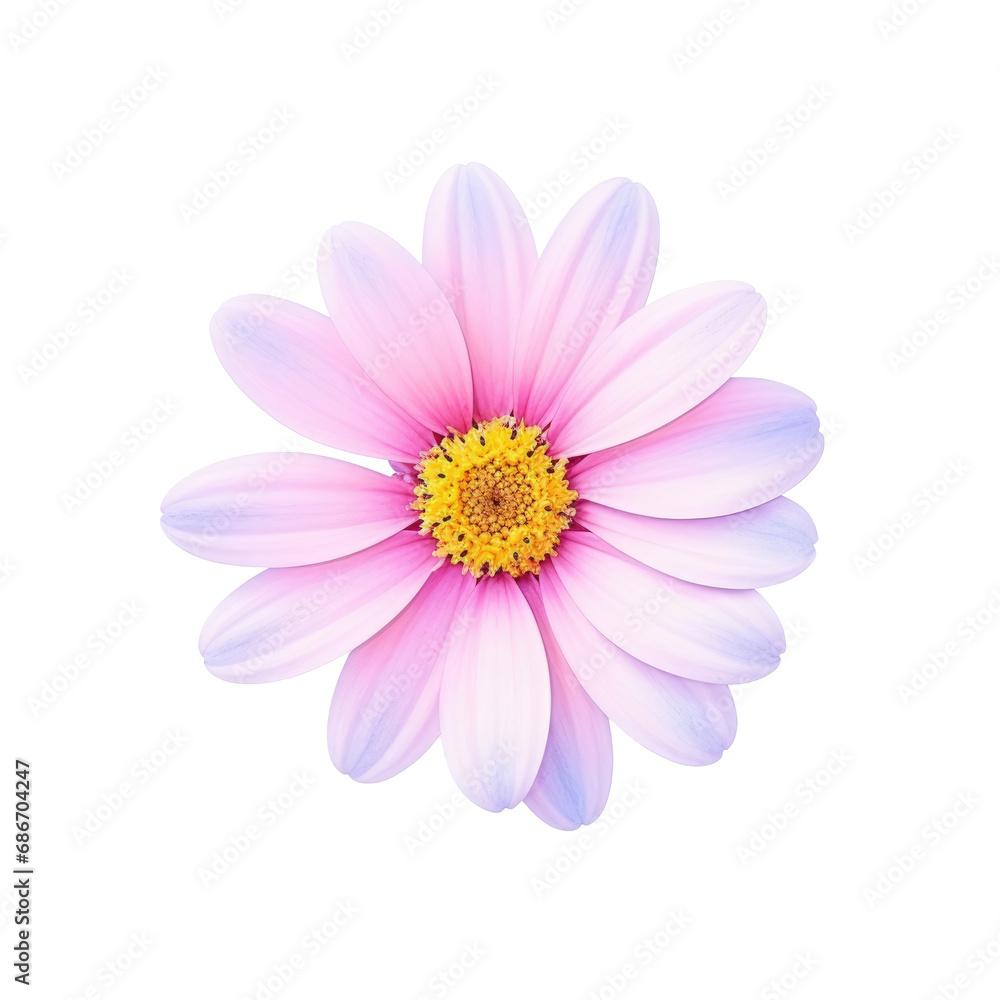 beautiful blossom flower isolated