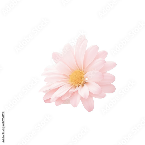 beautiful blossom flower isolated