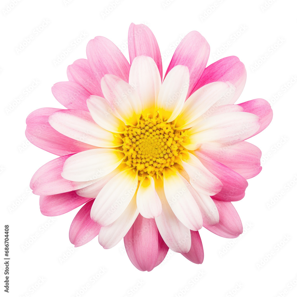 beautiful blossom flower isolated beautiful blossom flower isolated