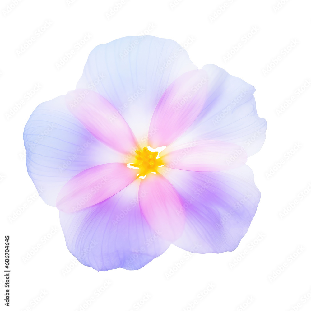 beautiful blossom flower isolated