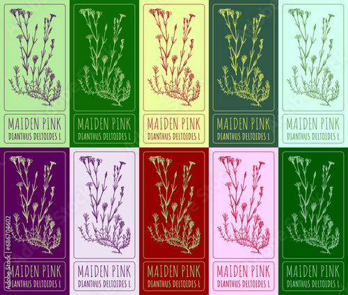 Set of vector drawing of MAIDEN PINK in various colors. Hand drawn illustration. Latin name DIANTHUS DELTOIDES L.