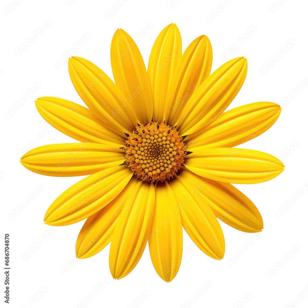 Obraz premium beautiful blossom flower isolated