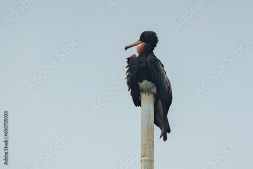 A male christmas frigatebird fregata andrewsi perching on a bamboo stick when migrating to Jakarta Bay, Indonesia with flat sky background  photo