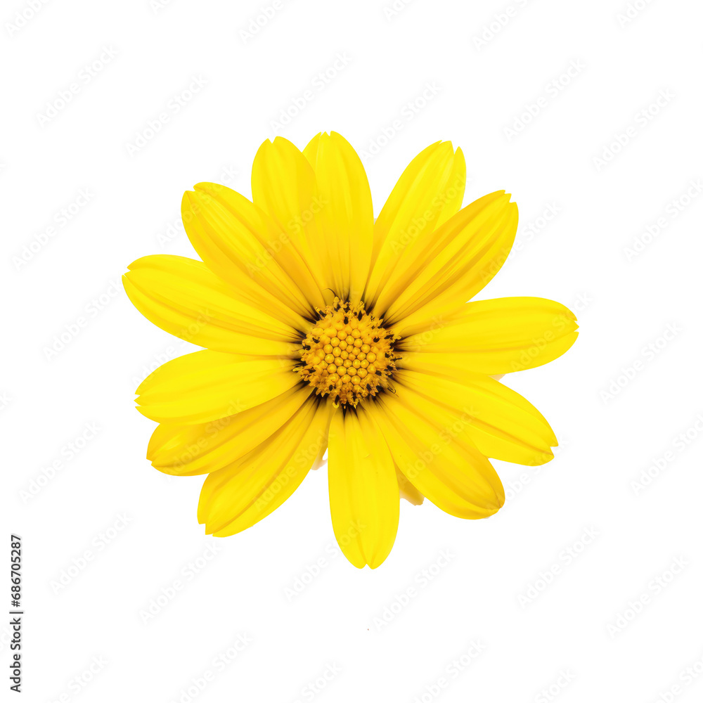 beautiful blossom flower isolated beautiful blossom flower isolated
