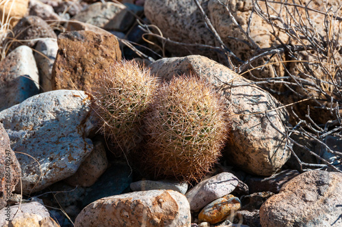 Escobaria tuberculosa - whitecolumn foxtail cactus, Escobaria cacti Big Bend NP photo