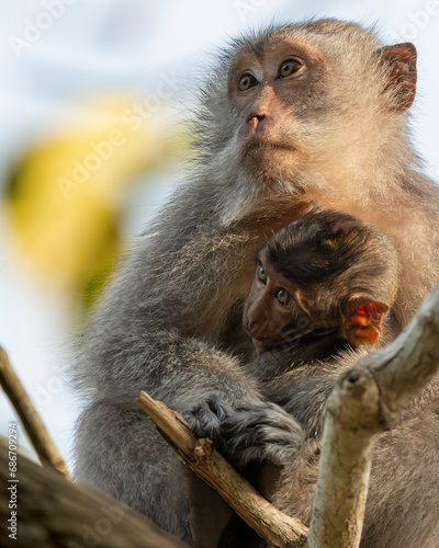 Primate Motherhood