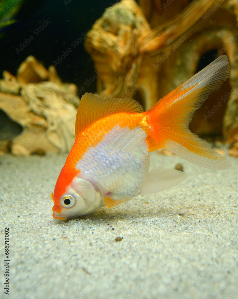Pet gold fish Carassius auratus swimming in an aquarium Pet gold fish Carassius auratus swimming in an aquarium