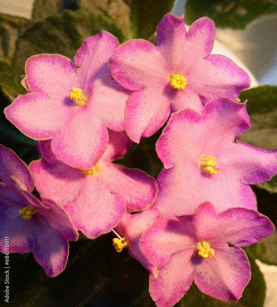 Fototapeta premium Close-up of pink violets blossom