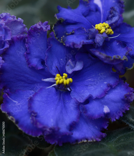 Close-up of blue violets blossom photo