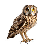 Short-eared Owl isolated on transparent background