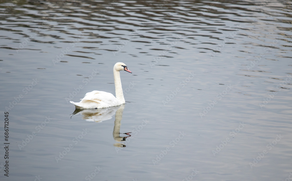 black and white swans swim in the pond in spring black and white swans swim in the pond in spring