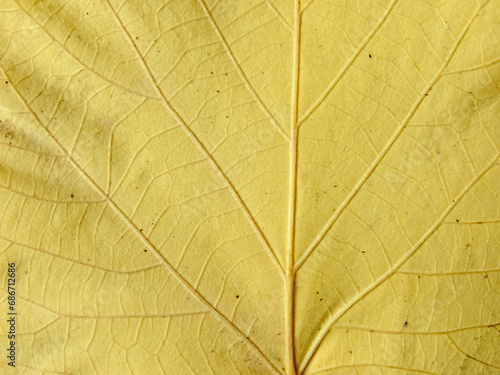 Autumn yellow fallen linden tree leaf texture closeup