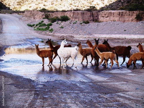 Llamas cruzando un vado en Cafayate.