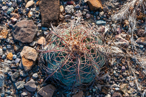 Horse crippler or devil's pincushion cactus (Echinocactus texensis) in the Texas Desert photo