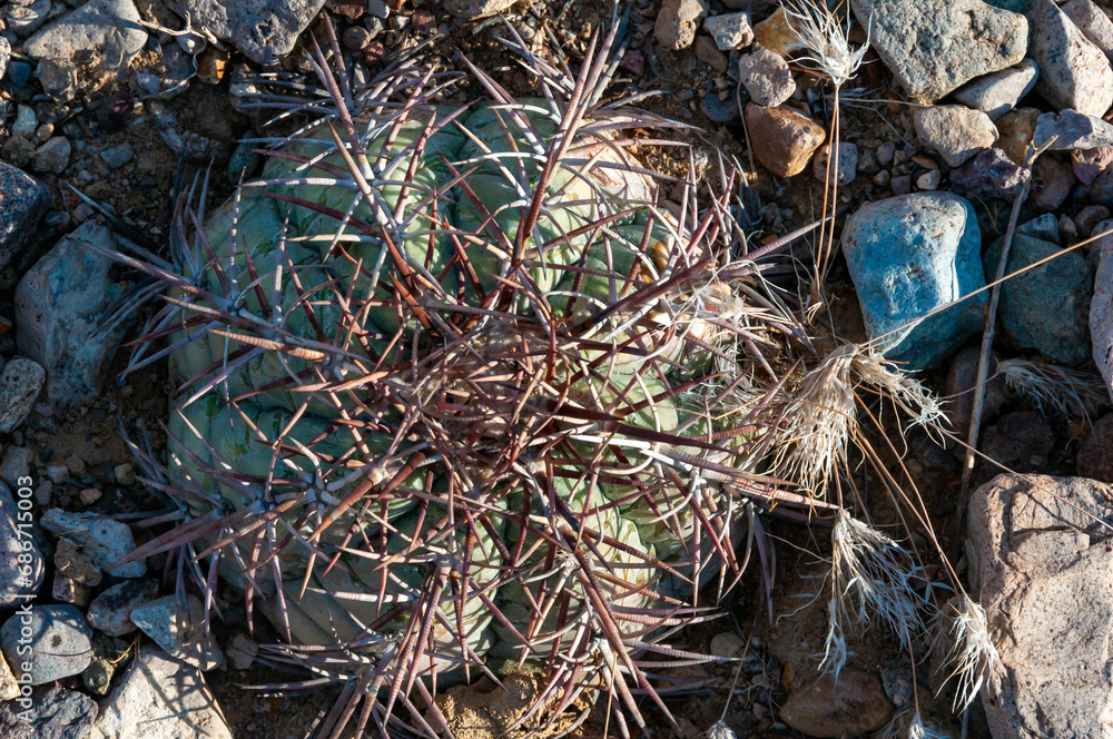Turk's head cactus (Echinocactus horizonthalonius) in the Texas Desert Turk's head cactus (Echinocactus horizonthalonius) in the Texas Desert