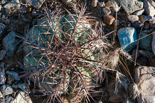 Turk's head cactus (Echinocactus horizonthalonius) in the Texas Desert photo