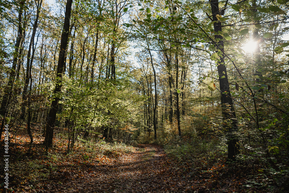 Beech forest in autumn