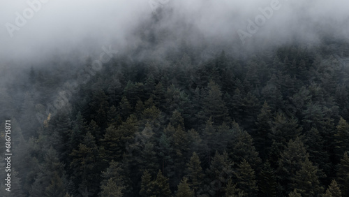fog over the fir trees in the mountain forest