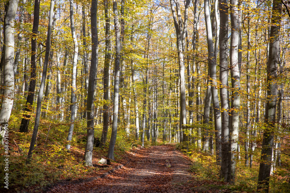 A path in autumn forest with yellow leaves on the trees and brown leaves on the ground