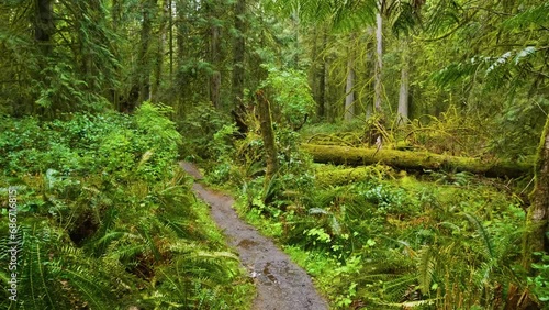 A closeup shot of trees in Rainforest Trail, Pacific Rim National Park, Tofino, BC Canada.  photo