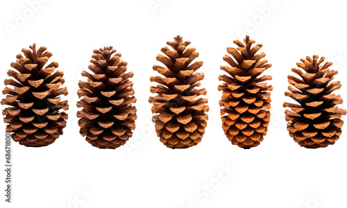 pine cones isolated on transparent background
