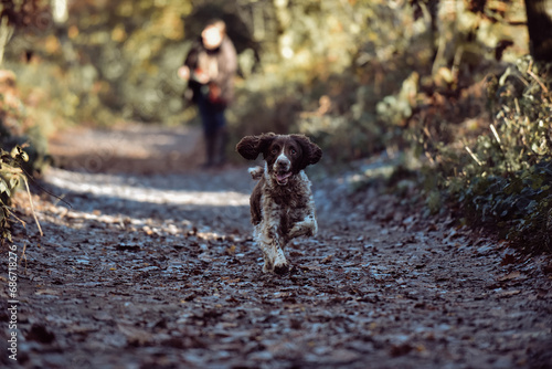 Happy playful dogs springer spaniels playing on an autumnal dog walk in the countryside woodland