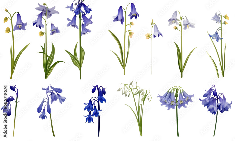 A collection of real bluebell flowers isolated  on transparent background  - obrazy, fototapety, plakaty 