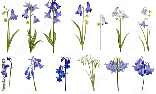 A collection of real bluebell flowers isolated  on transparent background  photo
