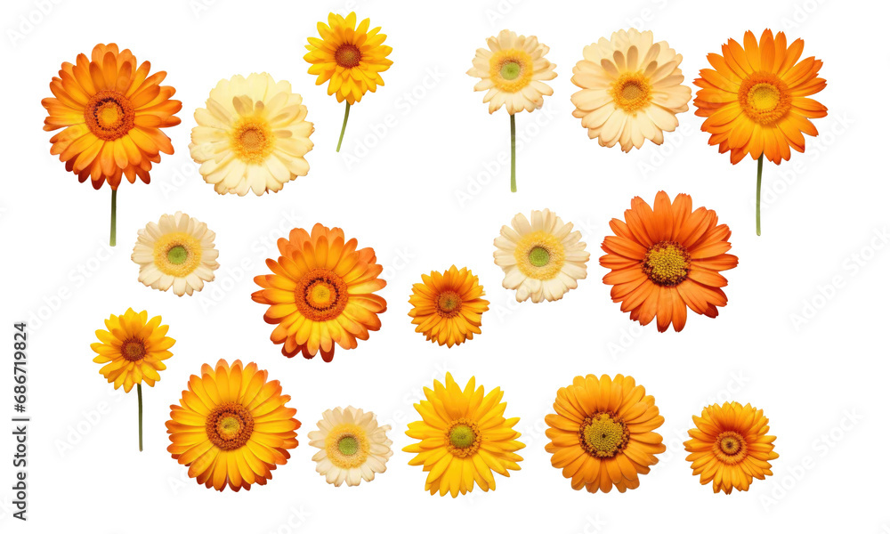set of yellow flowersisolated on transparent background set of yellow flowersisolated on transparent background