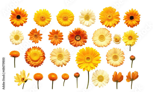 A collection of yellow and orange daisy flower heads isolated on transparent background #686719800