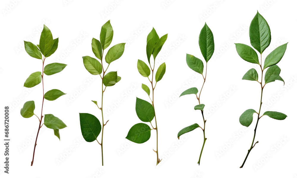 Collection of small twigs of leaves isolated on transparent background