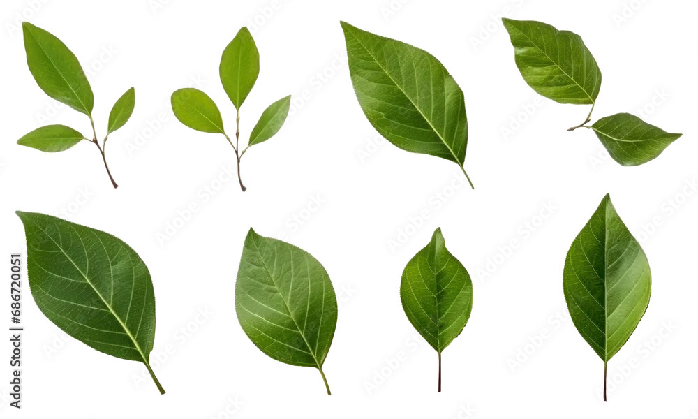 Collection of small twigs of leaves isolated on transparent background Collection of small twigs of leaves isolated on transparent background