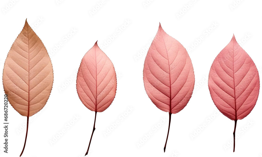 set of autumn leaves isolated on transparent background