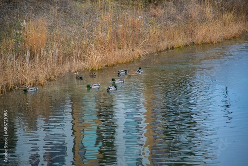 Group of ducks swimming in a tranquil lake in a park