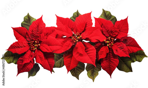 red poinsettia flower isolated on transparent background