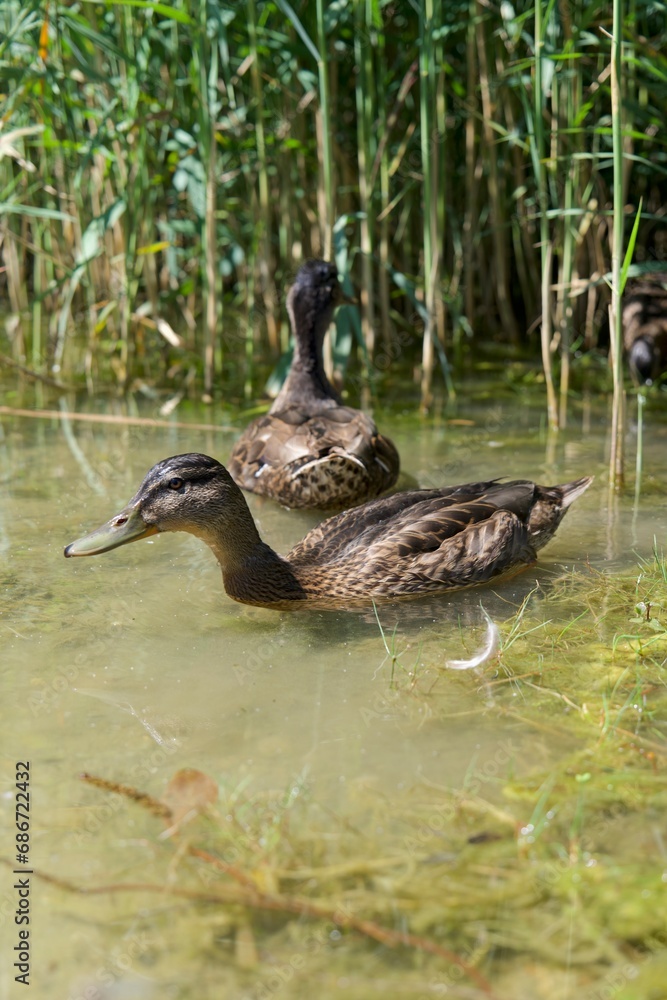 Fototapeta premium Duck in the water