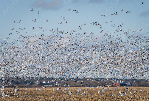 migrating snow geese leaving a farm field on their way south in November 