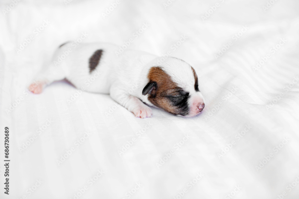 Newborn Puppy is lying on white blanket