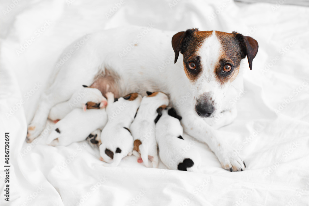 Newborn Puppies Suck their mother dog Newborn Puppies Suck their mother dog