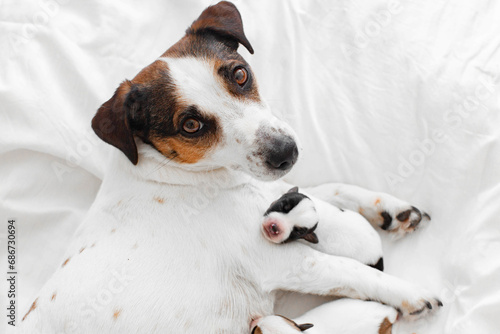 Fototapeta Naklejka Na Ścianę i Meble -  Mom Dog with newborn Puppy resting at bed