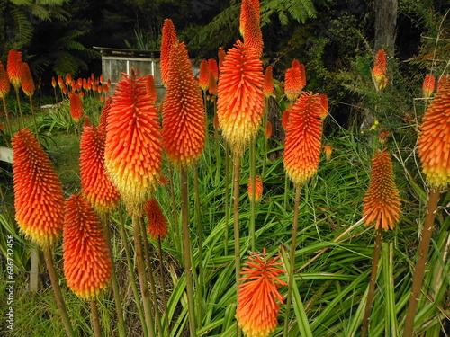Kniphofia uvaria, red hot poker torch lily, rooperi  photo