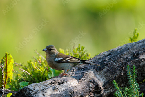 Common chaffinch on a tree branch