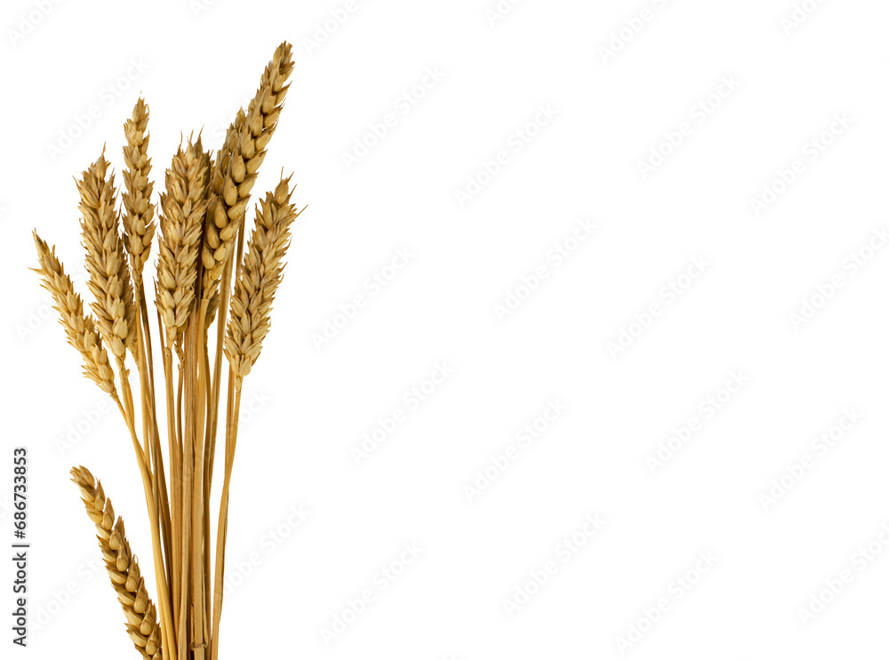 Fototapeta premium wheat plants isolated on white