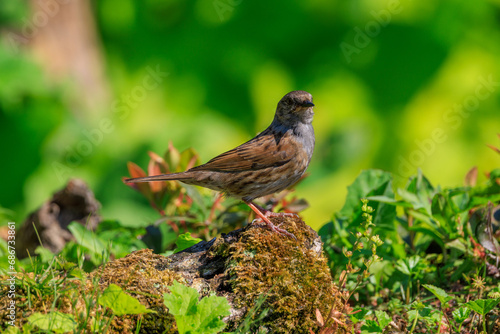 Wallpaper Mural Dunnock or hedge warbler on the grass Torontodigital.ca