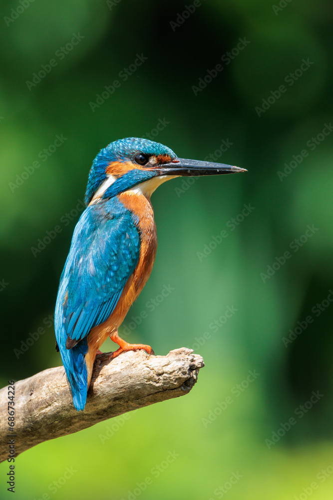Kingfisher sitting on a tree branch with nice out of focus background Kingfisher sitting on a tree branch with nice out of focus background