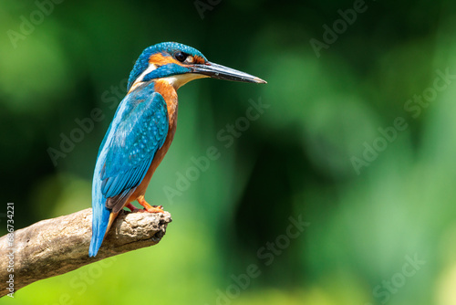 Hunting kingfisher patiently waiting on a tree branch