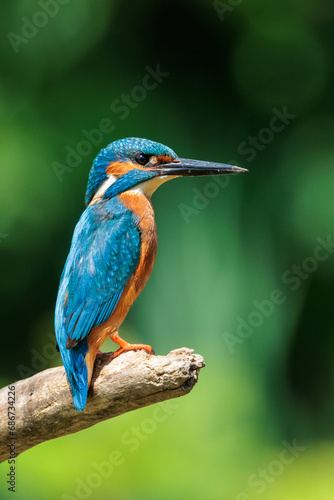 Kingfisher sitting on a tree branch with nice out of focus background © Photo Henk van Dijk