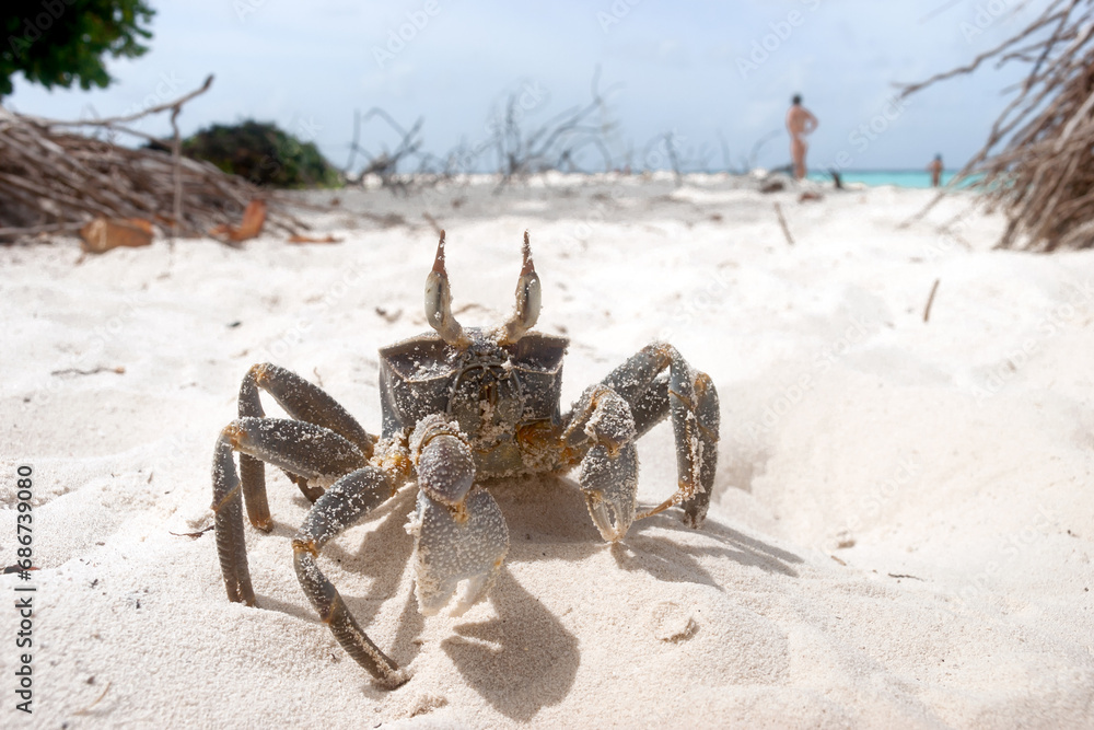 Obraz premium Cute Ghost Crab on a Tropical White Sand Beach looking at camera - vacations relax concept