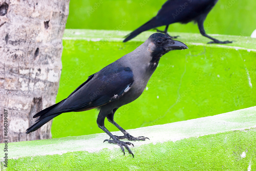 Fototapeta premium Common Crow bird Waiting on a Wall in a Village in Maldives