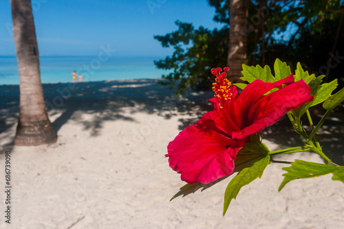 Hibiscus Red Flower on its Plant in a Tropical Tourist Resort